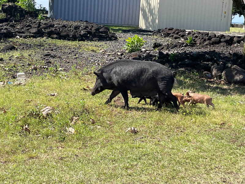 The pigs running around in their families were cute, and the how the humans and their domesticates interact in Samoa interests me.