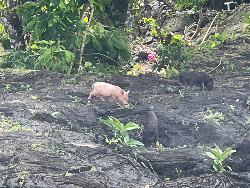 Cute pigs on the lava field. Can you see the camouflaged pigs?