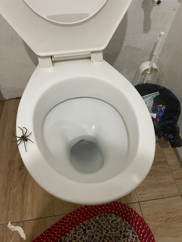 spider on toilet
