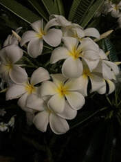 Plumeria tree, which grows all over Oahu, is a main source of flowers for lei. This is part of TT's father's garden.